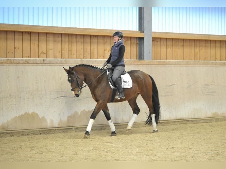 Más caballos centroeuropeos Caballo castrado 4 años 165 cm Castaño in Wellheim