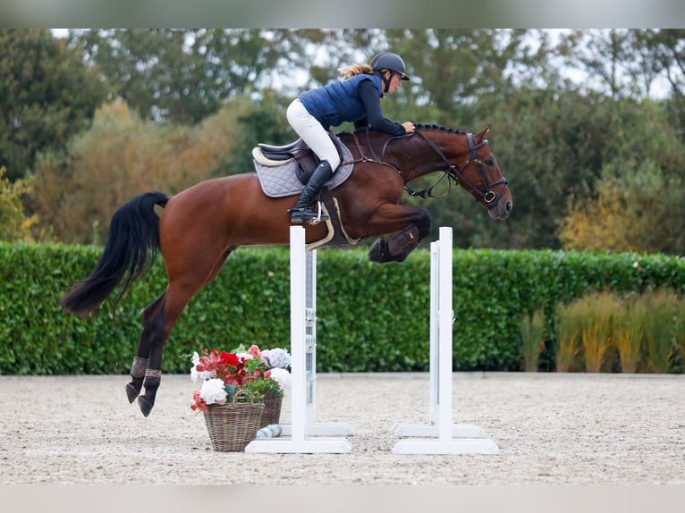 Más caballos centroeuropeos Caballo castrado 4 años 165 cm Castaño in Kinrooi