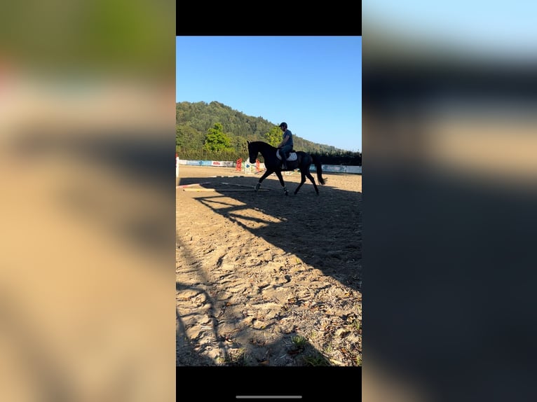 Más caballos centroeuropeos Caballo castrado 4 años 165 cm Castaño oscuro in Tillmitsch Rechts der Laßnitz