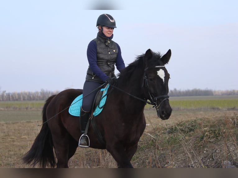 Más caballos centroeuropeos Caballo castrado 4 años 165 cm Negro in G&#xF6;tzendorf an der Leitha