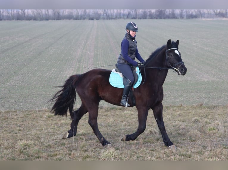 Más caballos centroeuropeos Caballo castrado 4 años 165 cm Negro in Götzendorf an der Leitha