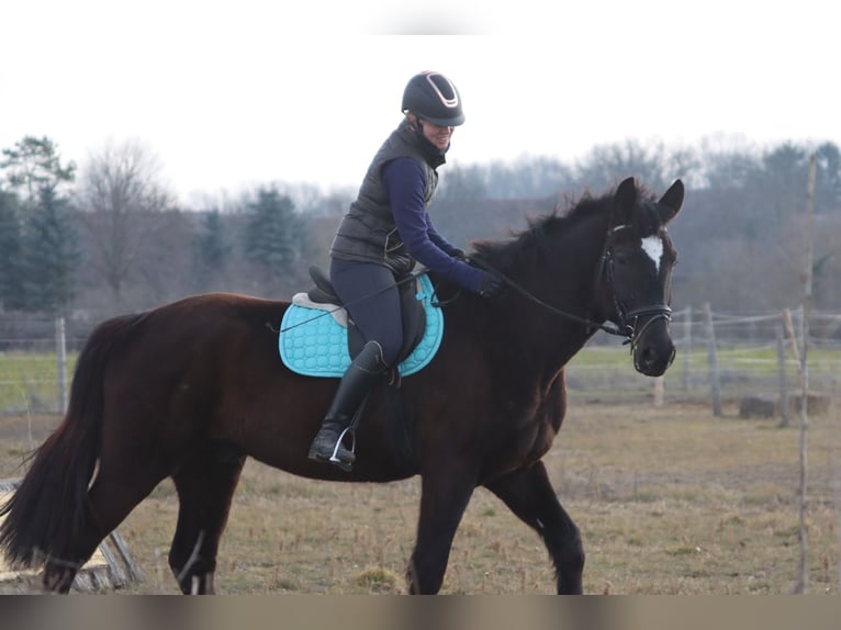 Más caballos centroeuropeos Caballo castrado 4 años 165 cm Negro in Götzendorf an der Leitha