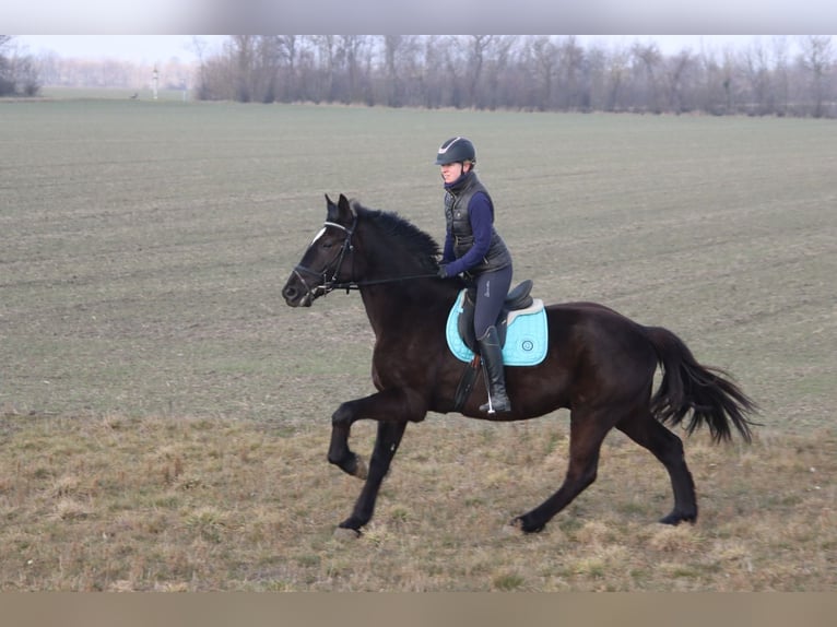 Más caballos centroeuropeos Caballo castrado 4 años 165 cm Negro in G&#xF6;tzendorf an der Leitha