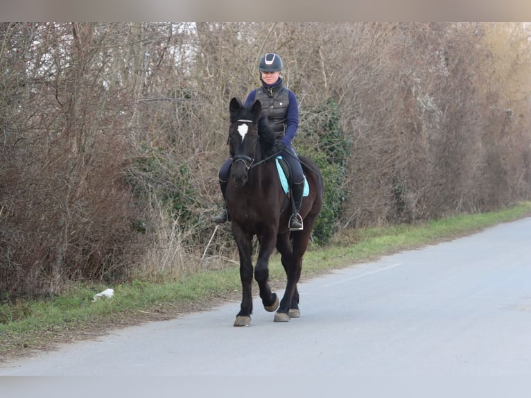 Más caballos centroeuropeos Caballo castrado 4 años 165 cm Negro in G&#xF6;tzendorf an der Leitha