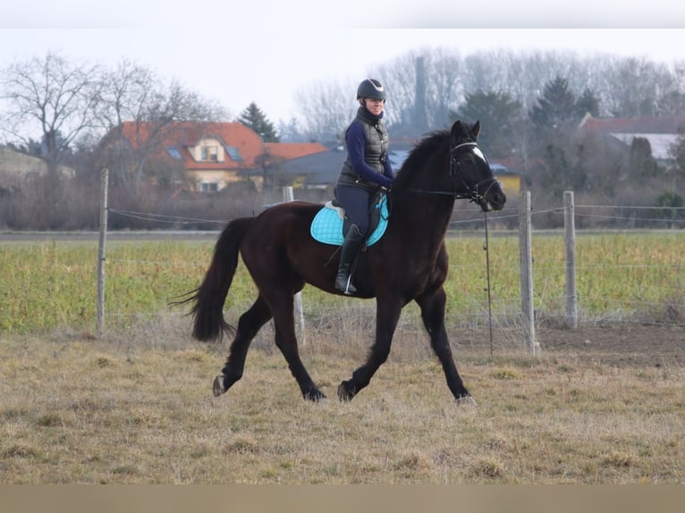 Más caballos centroeuropeos Caballo castrado 4 años 165 cm Negro in Götzendorf an der Leitha