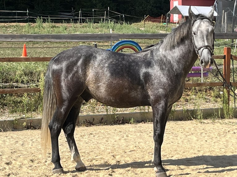 Más caballos centroeuropeos Caballo castrado 4 años 165 cm Tordo in Ursensollen