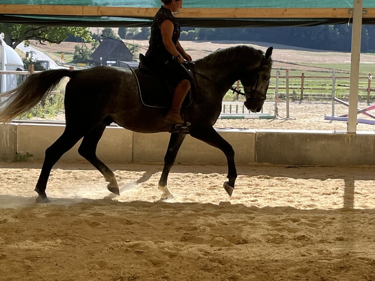 Más caballos centroeuropeos Caballo castrado 4 años 165 cm Tordo in Ursensollen