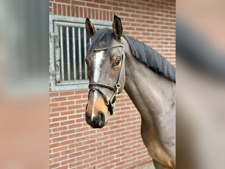 Más caballos centroeuropeos Caballo castrado 4 años 166 cm Castaño in Bladel