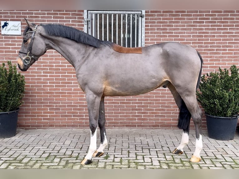 Más caballos centroeuropeos Caballo castrado 4 años 166 cm Castaño in Bladel