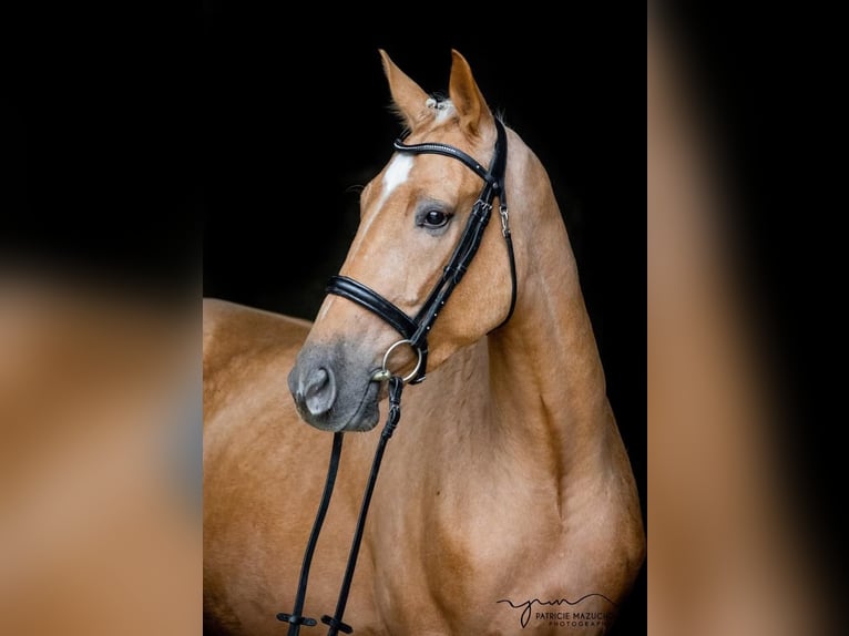 Más caballos centroeuropeos Caballo castrado 4 años 166 cm Palomino in Weil der Stadt