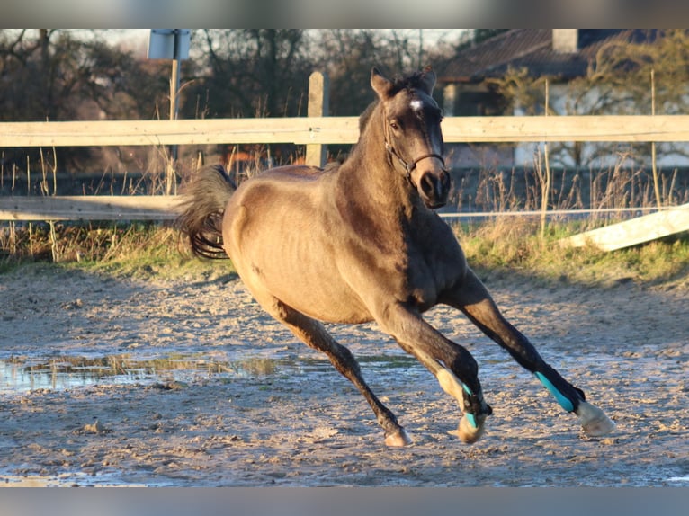 Más caballos centroeuropeos Caballo castrado 4 años 167 cm Buckskin/Bayo in Hattingen