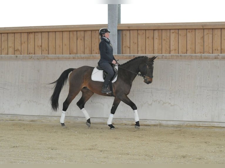 Más caballos centroeuropeos Caballo castrado 4 años 167 cm Castaño in Wellheim