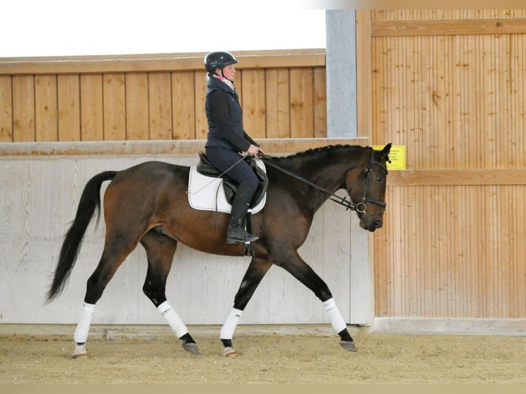 Más caballos centroeuropeos Caballo castrado 4 años 167 cm Castaño oscuro in Wellheim