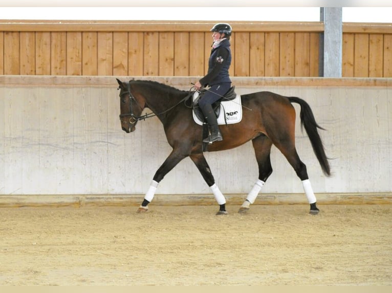 Más caballos centroeuropeos Caballo castrado 4 años 167 cm Castaño oscuro in Wellheim
