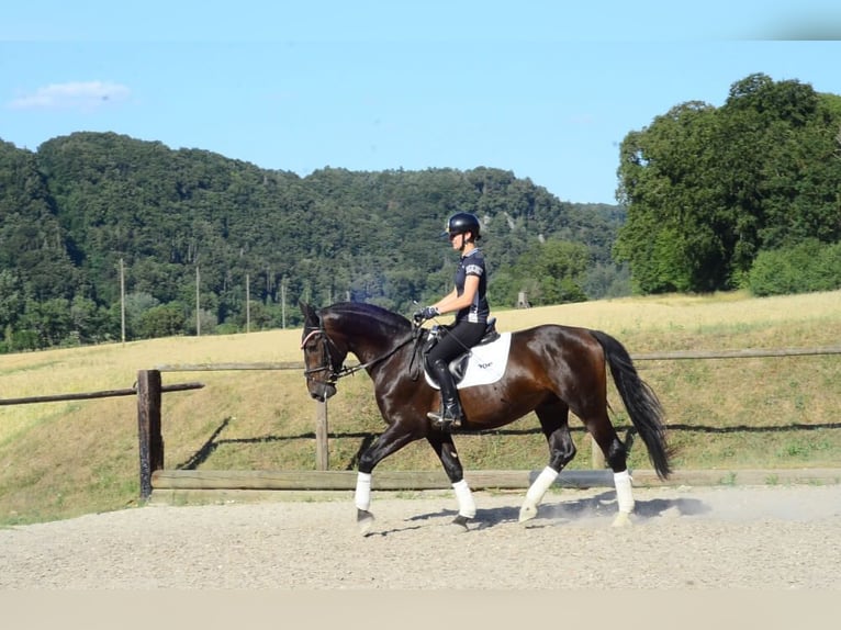 Más caballos centroeuropeos Caballo castrado 4 años 167 cm Morcillo in Wellheim