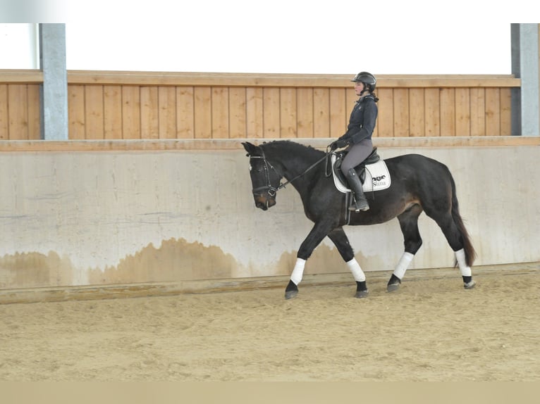Más caballos centroeuropeos Caballo castrado 4 años 167 cm Morcillo in Wellheim