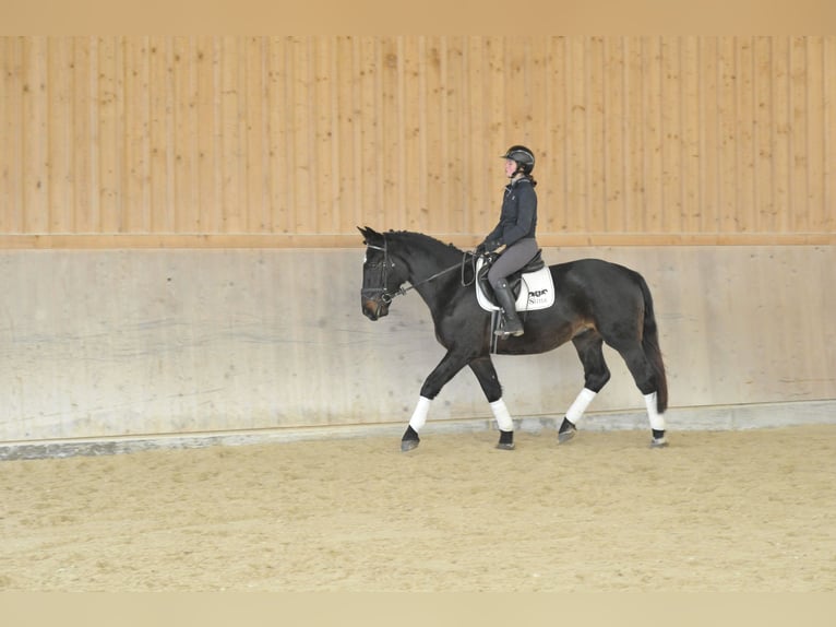 Más caballos centroeuropeos Caballo castrado 4 años 167 cm Morcillo in Wellheim
