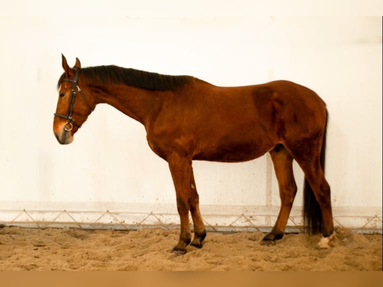 Más caballos centroeuropeos Mestizo Caballo castrado 4 años 168 cm Castaño in Bogucin