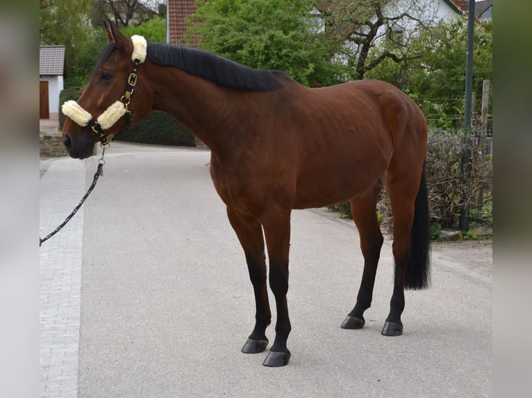 Más caballos centroeuropeos Caballo castrado 4 años 168 cm Castaño in Bretten