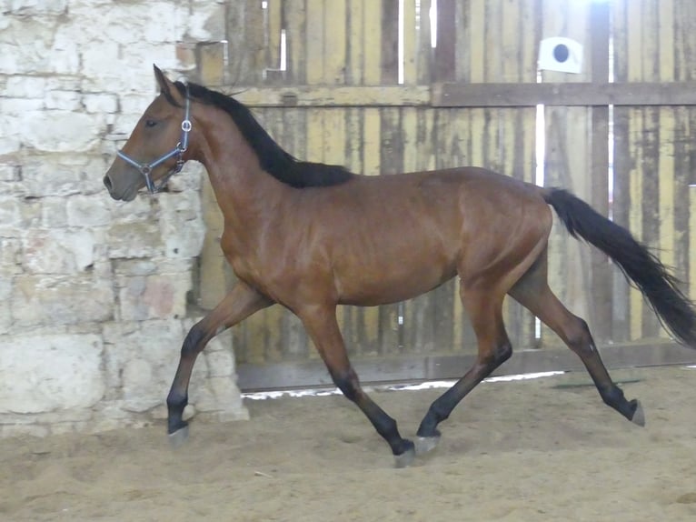 Más caballos centroeuropeos Caballo castrado 4 años 168 cm Castaño in Mücheln (Geiseltal)