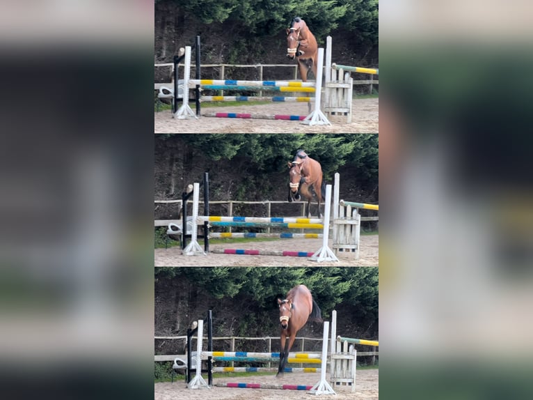 Más caballos centroeuropeos Caballo castrado 4 años 168 cm Castaño in FERROL