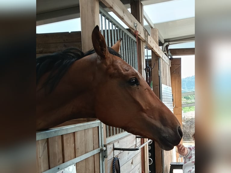 Más caballos centroeuropeos Caballo castrado 4 años 168 cm Castaño in FERROL