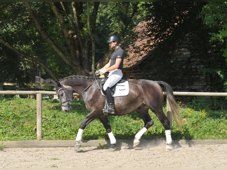 Más caballos centroeuropeos Caballo castrado 4 años 168 cm Porcelana in Wellheim