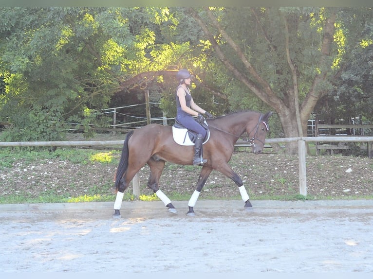 Más caballos centroeuropeos Caballo castrado 4 años 170 cm Castaño in Wellheim