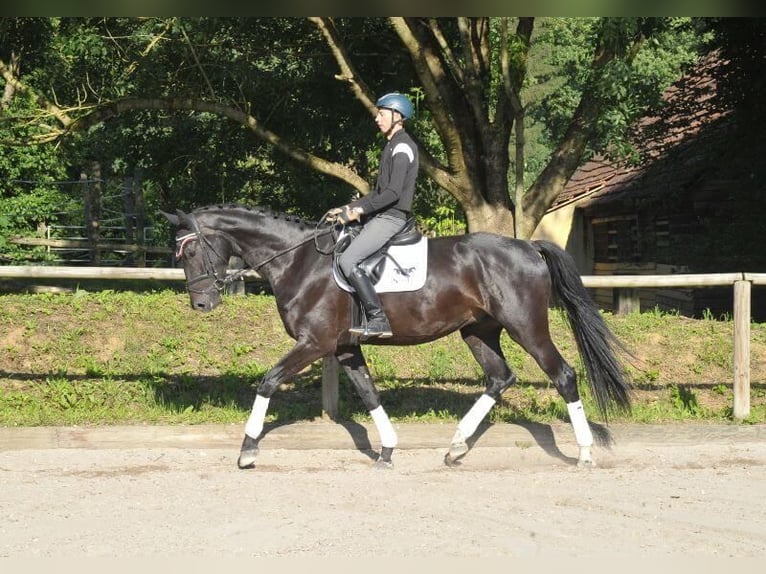 Más caballos centroeuropeos Caballo castrado 4 años 170 cm Negro in Wellheim
