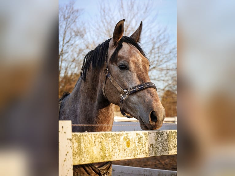 Más caballos centroeuropeos Caballo castrado 4 años 170 cm Tordo in Lünen