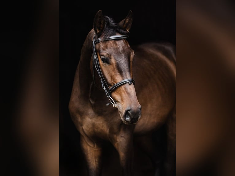 Más caballos centroeuropeos Caballo castrado 4 años 171 cm Castaño oscuro in Poznań