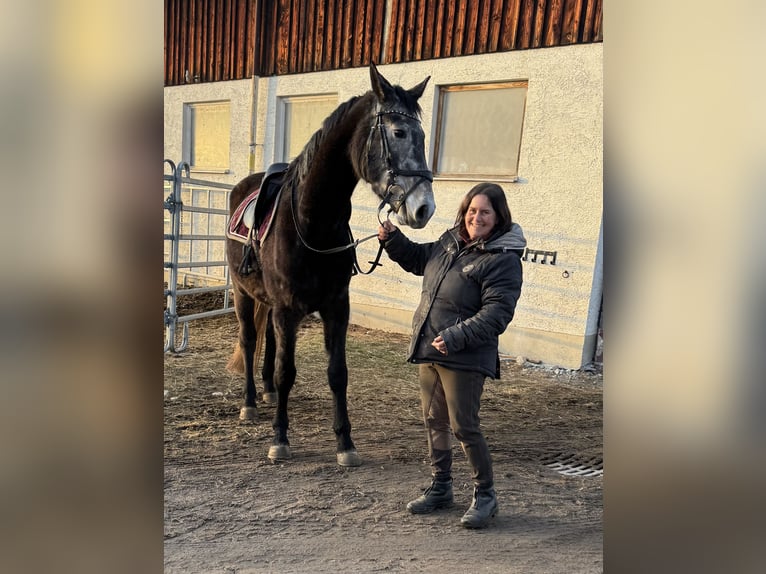 Más caballos centroeuropeos Caballo castrado 4 años 173 cm Tordo rodado in Seeg