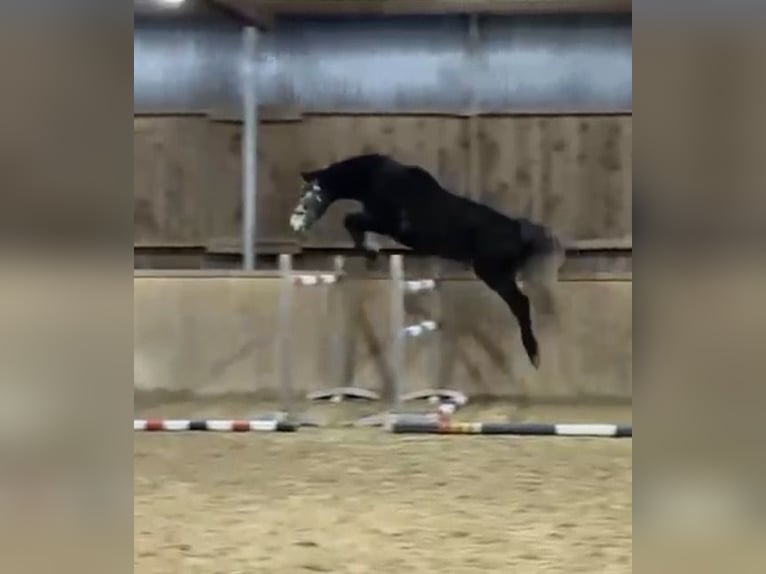 Más caballos centroeuropeos Caballo castrado 4 años 173 cm Tordo rodado in Seeg
