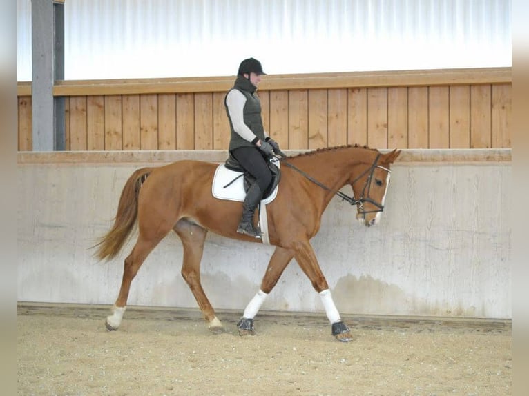 Más caballos centroeuropeos Caballo castrado 4 años 175 cm Alazán in Wellheim