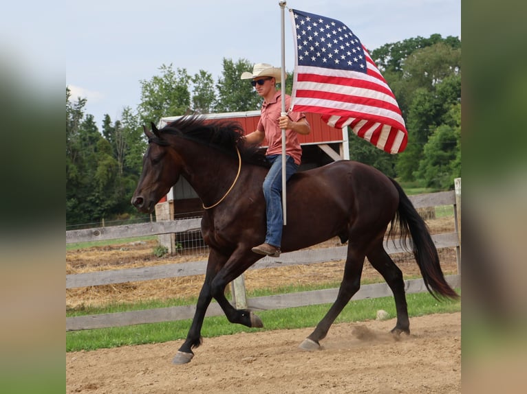 Más caballos centroeuropeos Caballo castrado 4 años 175 cm Negro in Howell