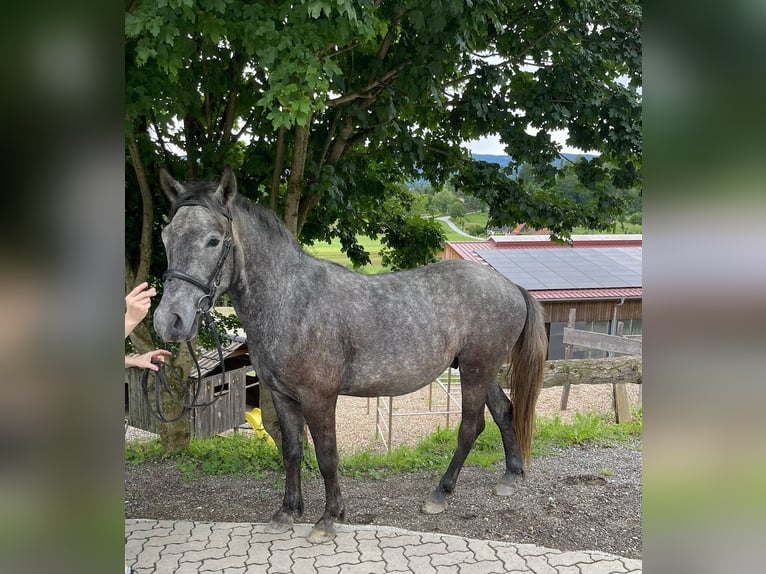 Más caballos centroeuropeos Caballo castrado 4 años in Stainz