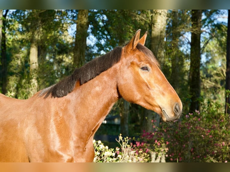 Más caballos centroeuropeos Caballo castrado 4 años Castaño rojizo in Ocala, FL