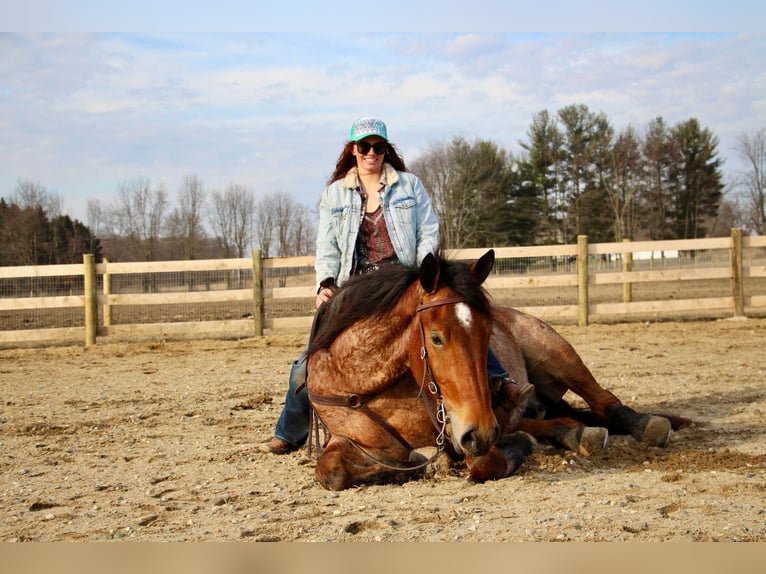 Más caballos centroeuropeos Caballo castrado 4 años Castaño-ruano in Howell Mi