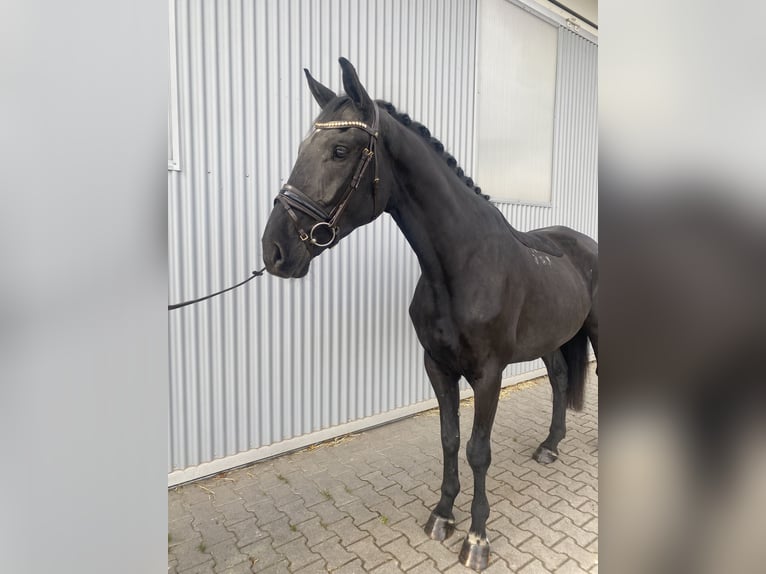 Más caballos centroeuropeos Caballo castrado 4 años Negro in G&#xFC;glingen