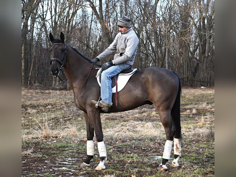 Más caballos centroeuropeos Caballo castrado 4 años Negro in Sturgis MI