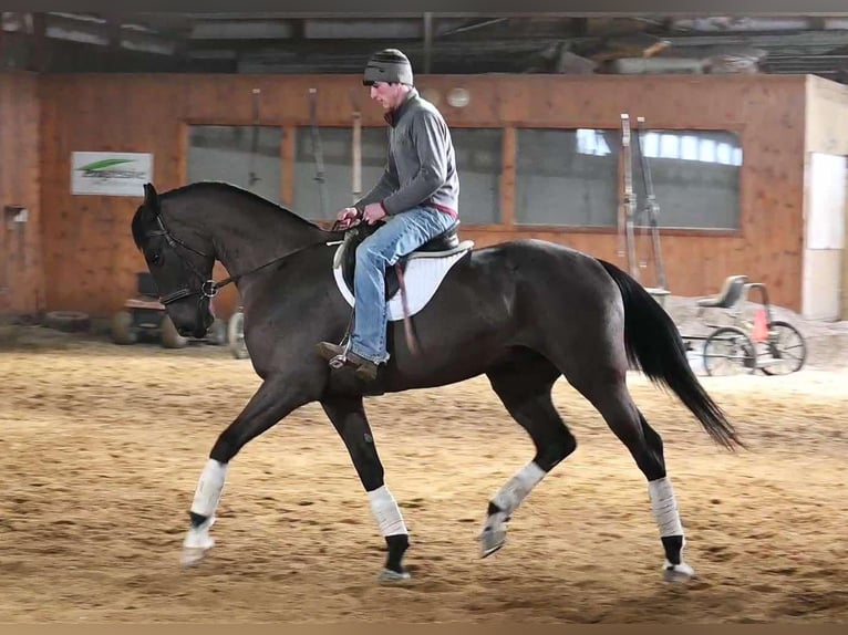 Más caballos centroeuropeos Caballo castrado 4 años Negro in Sturgis MI