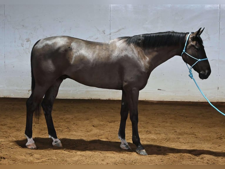 Más caballos centroeuropeos Caballo castrado 4 años Negro in Sturgis MI