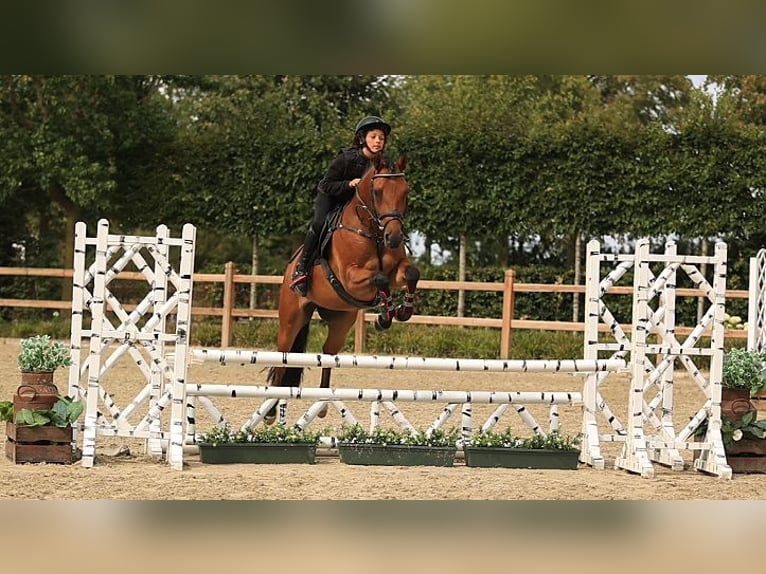 Más caballos centroeuropeos Caballo castrado 5 años 146 cm Castaño in Oost West en Middelbeers