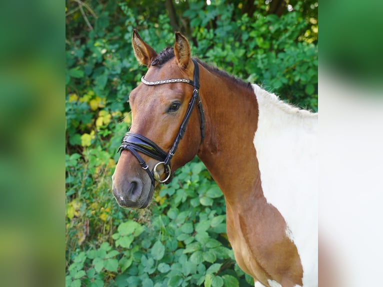 Más caballos centroeuropeos Caballo castrado 5 años 150 cm Pío in Buchholz in der Nordheide