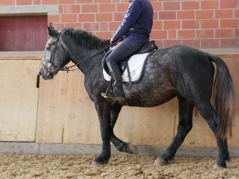 Más caballos centroeuropeos Mestizo Caballo castrado 5 años 154 cm in Dorsten