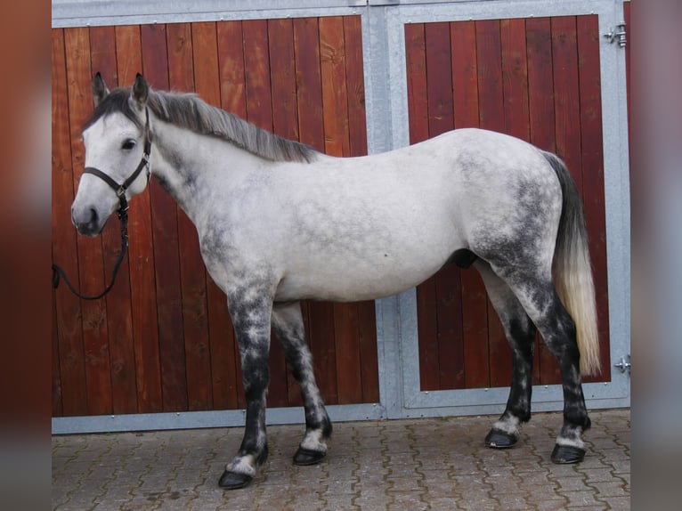 Más caballos centroeuropeos Mestizo Caballo castrado 5 años 155 cm in Dorsten