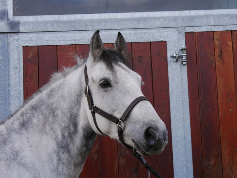 Más caballos centroeuropeos Mestizo Caballo castrado 5 años 155 cm in Dorsten