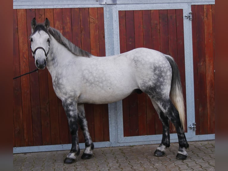 Más caballos centroeuropeos Mestizo Caballo castrado 5 años 155 cm in Dorsten