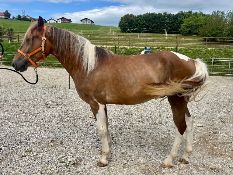 Más caballos centroeuropeos Mestizo Caballo castrado 5 años 155 cm Pío in Ampflwang
