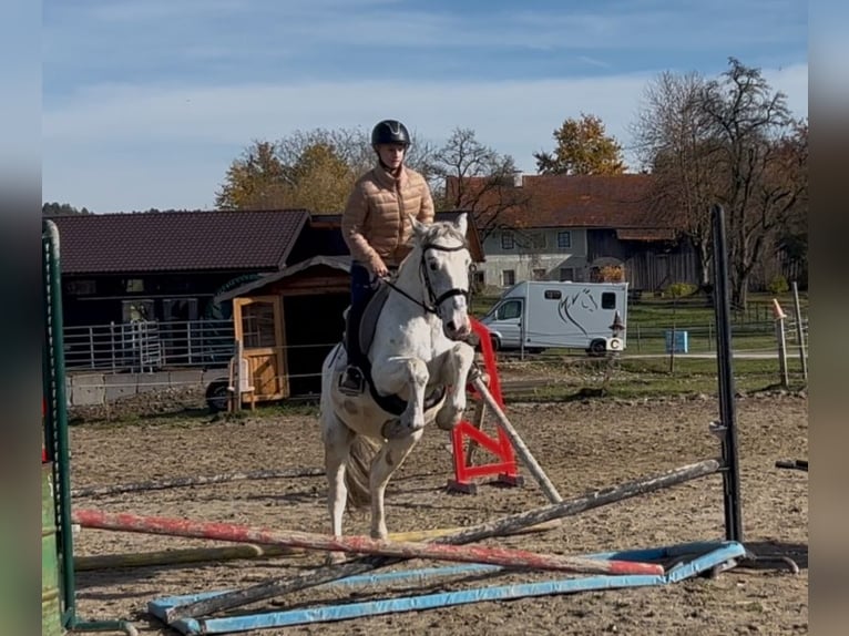 Más caballos centroeuropeos Caballo castrado 5 años 155 cm Tordo ruano in Uttendorf